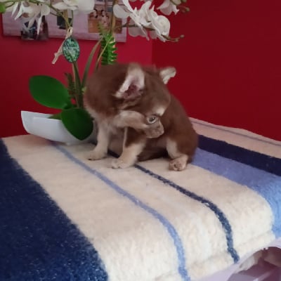 Les chiots de Chihuahua