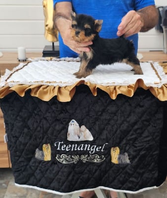 Les chiots de Yorkshire Terrier