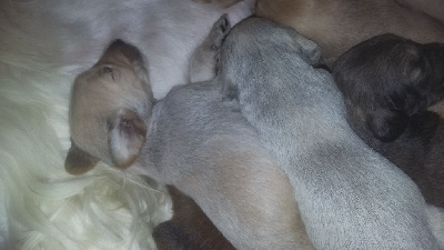 Les chiots de Levrier afghan