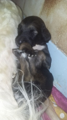 Les chiots de Levrier afghan