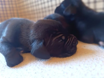 Les chiots de Dogue allemand