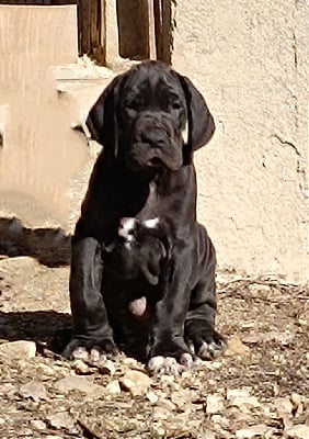 Les chiots de Dogue allemand