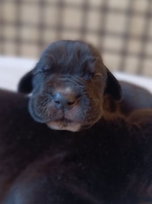 CHIOT 3 - Dogue allemand