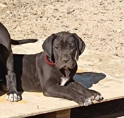 Les chiots de Dogue allemand