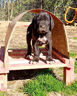 Les chiots de Dogue allemand