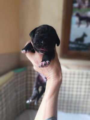 Les chiots de Dogue allemand