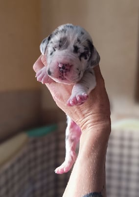 Les chiots de Dogue allemand