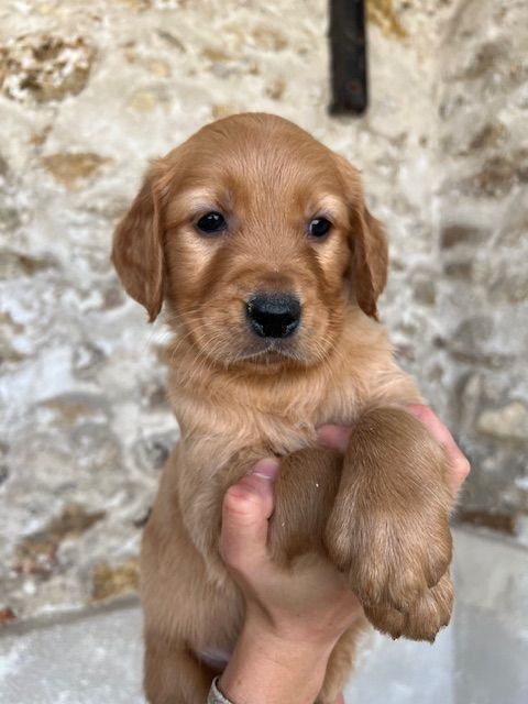 CHIOT 1 - Golden Retriever