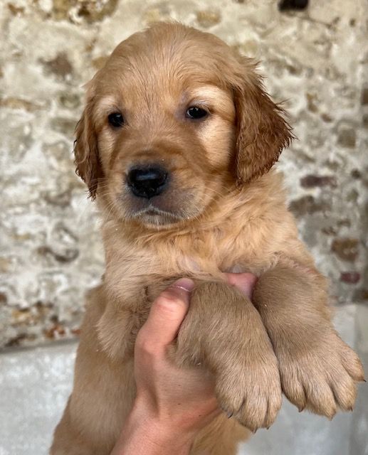 CHIOT 6 - Golden Retriever