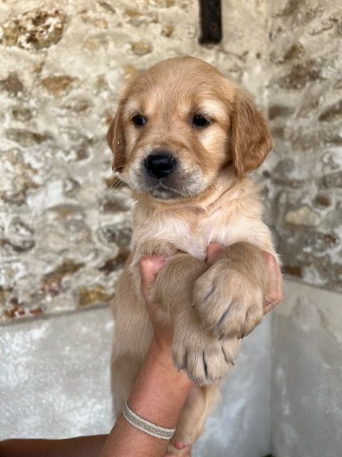 CHIOT 7 - Golden Retriever