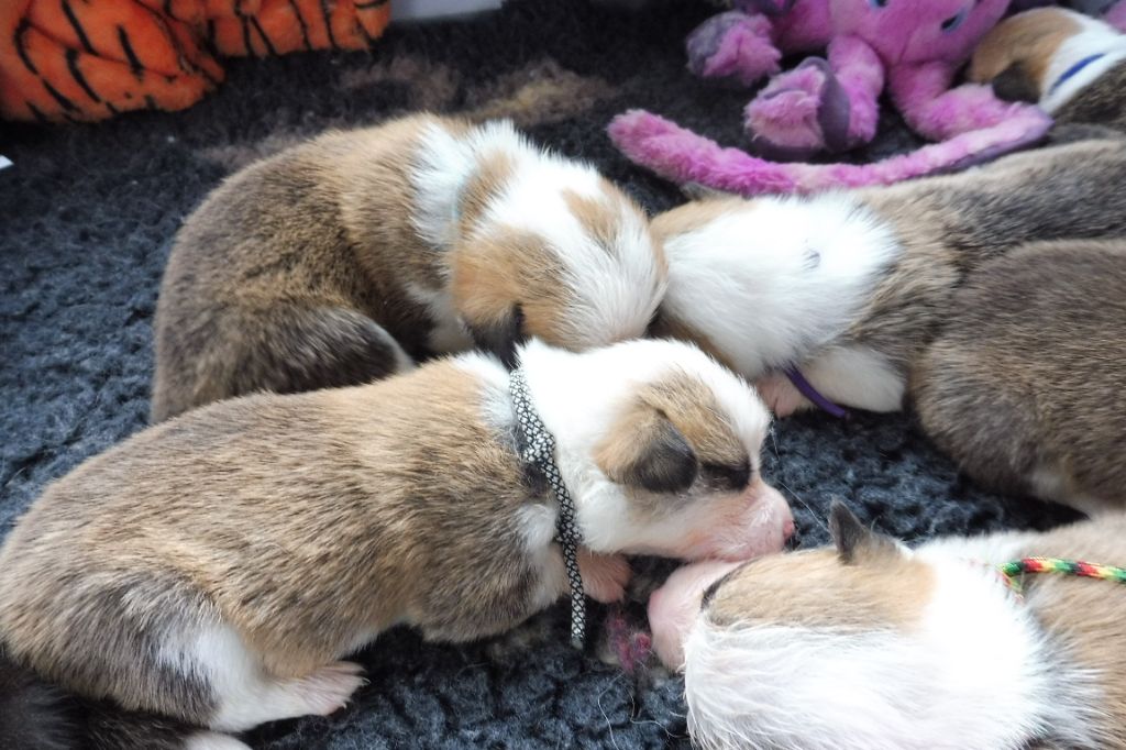 CHIOT bleu - Welsh Corgi Pembroke