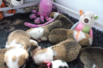 Les chiots de Welsh Corgi Pembroke