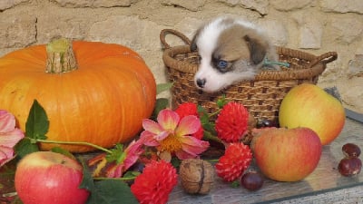 Les chiots de Welsh Corgi Pembroke