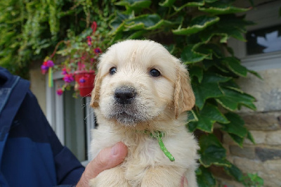 CHIOT vert paillette - Golden Retriever