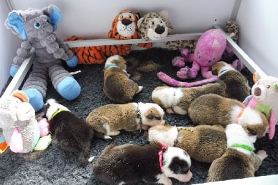 Les chiots de Welsh Corgi Pembroke