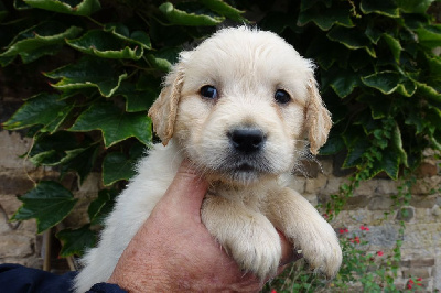 CHIOT vert bleue - Golden Retriever