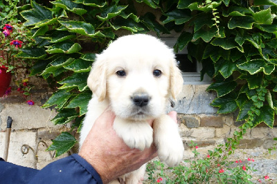 Les chiots de Golden Retriever