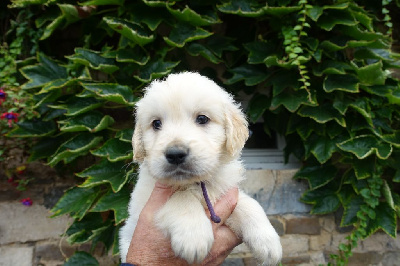 Les chiots de Golden Retriever