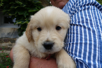 Les chiots de Golden Retriever