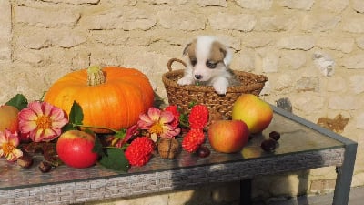 Les chiots de Welsh Corgi Pembroke