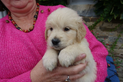 Les chiots de Golden Retriever