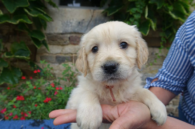 CHIOT rose - Golden Retriever