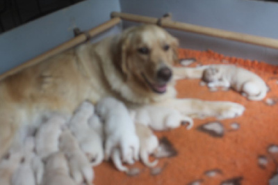 Les chiots de Golden Retriever