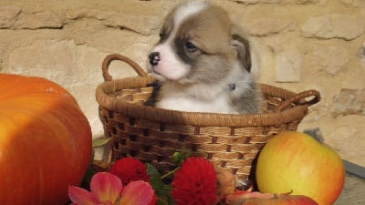 Les chiots de Welsh Corgi Pembroke