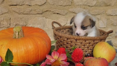 Les chiots de Welsh Corgi Pembroke