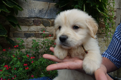 Les chiots de Golden Retriever