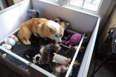 Les chiots de Welsh Corgi Pembroke