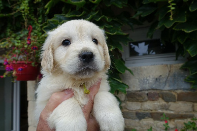 CHIOT jaune - Golden Retriever