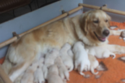 Les chiots de Golden Retriever