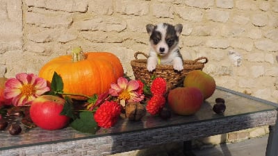 Les chiots de Welsh Corgi Pembroke