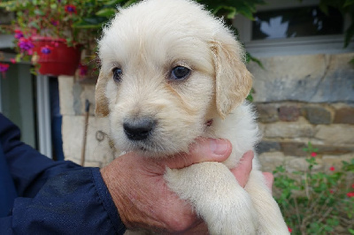 CHIOT bordeaux - Golden Retriever