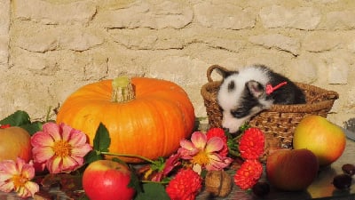 Les chiots de Welsh Corgi Pembroke