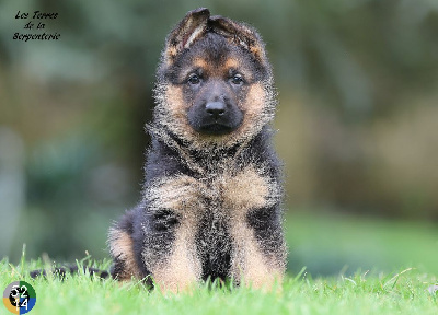 Les chiots de Berger Allemand