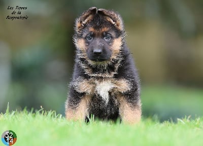 Les chiots de Berger Allemand