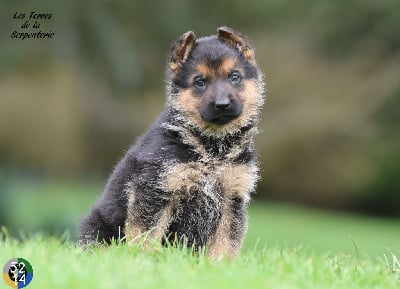 Les chiots de Berger Allemand