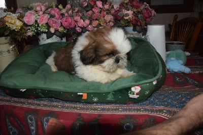 CHIOT 3 - Shih Tzu