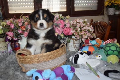 Les chiots de Berger Australien