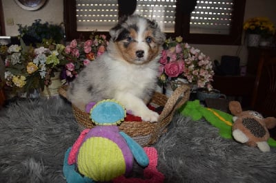 Les chiots de Berger Australien