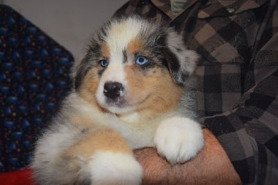 Les chiots de Berger Australien