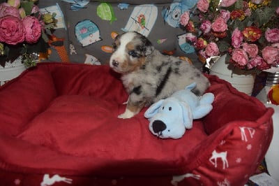 Les chiots de Berger Australien