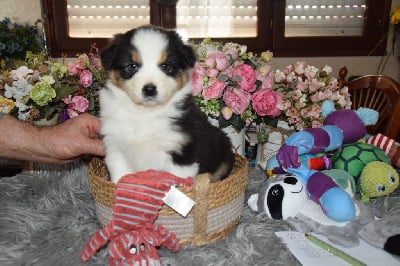 Les chiots de Berger Australien