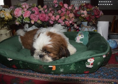 Les chiots de Shih Tzu