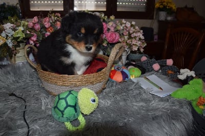 Les chiots de Berger Australien