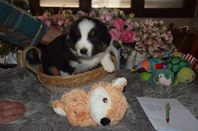 Les chiots de Berger Australien