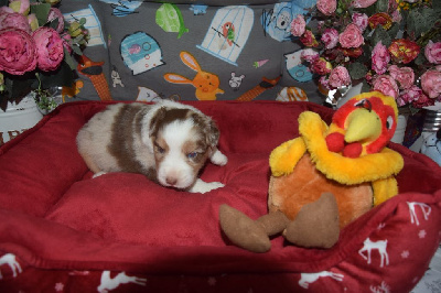 Les chiots de Berger Australien