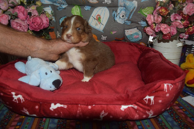 Les chiots de Berger Australien